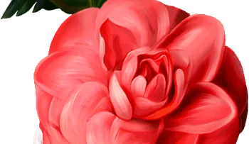 Rosas para el alma  ¡Protagonista!