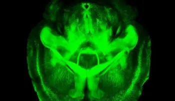 Ensayan una terapia con el virus de la polio contra el cáncer cerebral