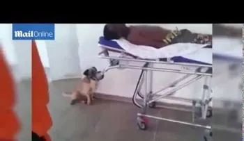 Un perro corre tras ambulancia varios kilómetros para acompañar a su dueño al hospital