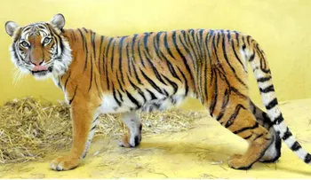 Un tigre muerde a una mujer que se coló en su jaula para acariciarlo