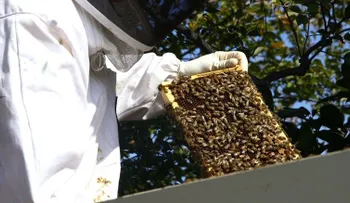 Abejas en la Casa Blanca: conoce la primera colmena presidencial