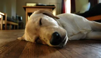 Un pueblo italiano multará a los perros que ladren durante la siesta