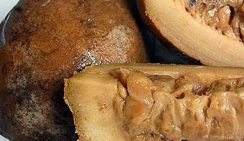 La Jagua, que consumía Balaguer: Una de las frutas con mayores poderes medicinales