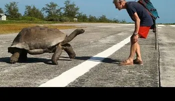 Tortuga ataca explorador que la observaba
