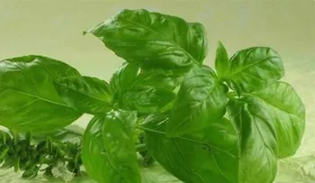 Planta milagrosa! Antibiótico, antioxidante, limpia la sangre y reduce el colesterol!