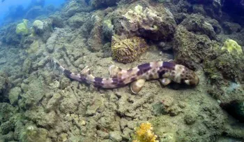 Ahora aparece un tiburón que camina