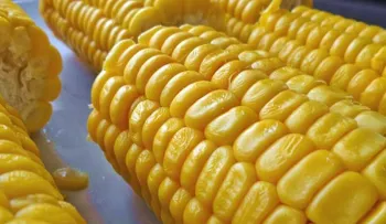 Cómo cocinar maiz en el microondas?