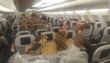 En Medio Oriente, tu compañero de vuelo podría ser un halcón