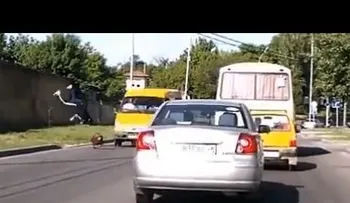 Un perro empuja a un peatón a un accidente de trafico