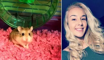 Una joven denuncia fue obligada por una aerolínea a tirar a su hamster por el inodoro; lo usaba para terapia