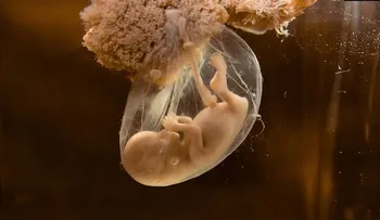 Con quién tener hijos para que sean inteligentes, fuertes y sanos