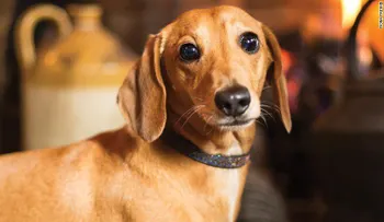 Cervezas y el cariños en las pancita: conoce a los perros pub de Londres