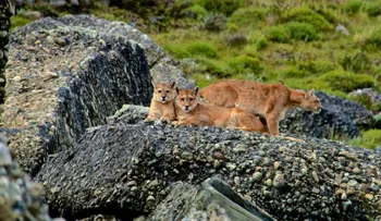 Así es un safari para buscar pumas en la Patagonia chilena