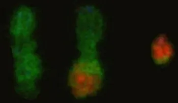 Reproducen en células humanas modificaciones cromosómicas propias del cáncer