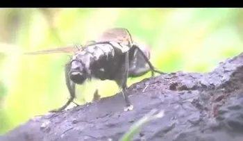 Entérate cómo evitar o ahuyentar las moscas