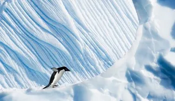 Iceberg causa muerte de 150.000 pingüinos en la Antártica