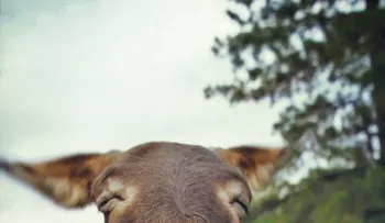 Cuando â??practicarâ? con animales era el remedio contra la gonorrea 