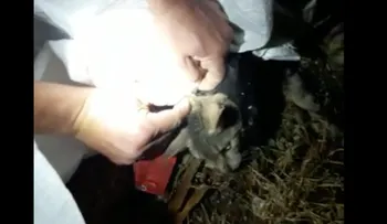 Capturan a gato que llevaba un móvil a un preso en cárcel de Costa Rica