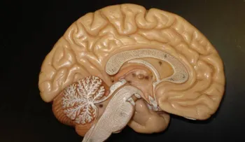 Las personas sociables tienen el cerebro más grande 