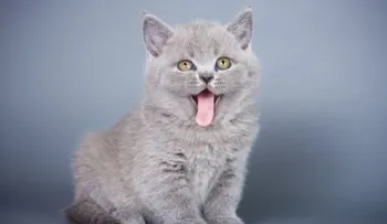 3 trucos para mantener a tu gato entretenido