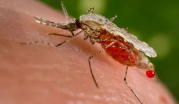 La malaria se convierte en epidemia en Venezuela