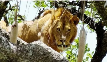  Un león se queda atrapado en un árbol como un gatico, por miedo a bajar 