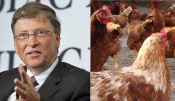 Bolivia rechaza las 100.000 gallinas que Bill Gates quería donarle para "reducir la pobreza"