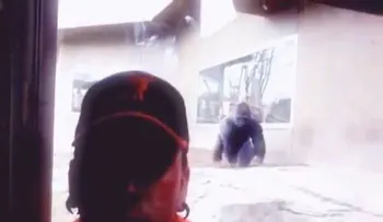 Un gorila trata de atacar a un hombre que se tomaba una selfie