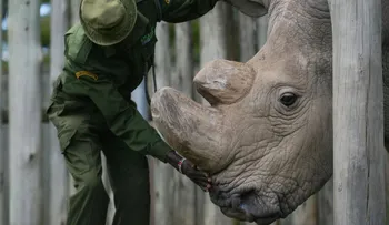Muere el último rinoceronte macho blanco del norte