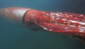 Enorme criatura marina de las profundidades emerge en puerto japonés