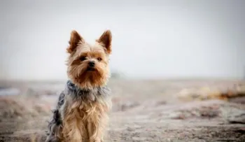Reglas para convivir con tu mascota en un espacio pequeño