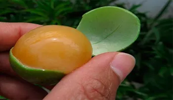 Conoce la fruta que cura el insomnio, previene enfermedades cardíacas, y restaura el sistema nervioso en minutos