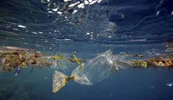  Científicos alertan de rápida degradación de los mares en los últimos 20 años 
