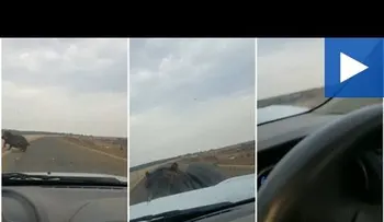 Un enojado hipopótamo ve un coche acercarse y esta fue su inesperada reacción