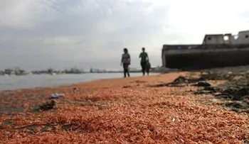Medio Ambiente investiga aparición miles de camarones muertos en playa de Cabo Rojo