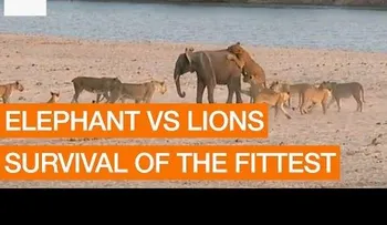Elefantito vs. 14 leonas: ¿Quien ganó?