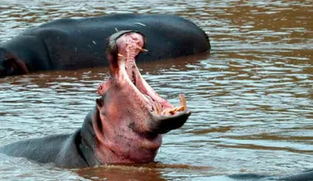 Hipopótamo ataca y mata a turista en Kenya