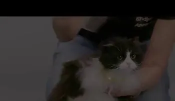 La voz felina: El collar que traduce los maullidos de los gatos (Videos)