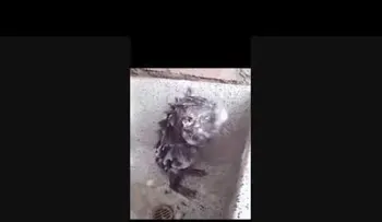 La verdad sobre la supuesta rata que se baña...