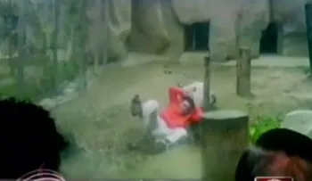 Vídeo: Hombre intenta suicidarse lanzandose a jaula de tigres
