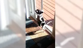 Perrito cojo aprende a cruzar la puerta como un canguro.