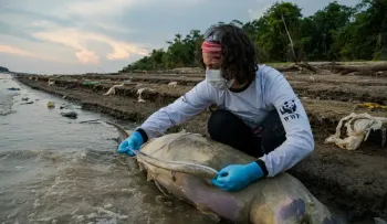 Biólogos investigan si una toxina causada por el calor mató a 120 delfines en la Amazonía