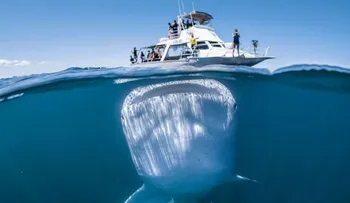 Un fotógrafo capta un ¡Tiburón! ¡Gigante! bajo el agua de un pequeño barco