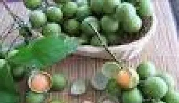Niño de 2 años muere al tragarse semilla de limoncillo en Yamasá