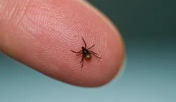 Signos tempranos de la enfermedad de lyme que debes conocer