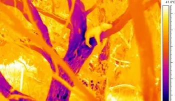 Revelan el misterio de por qué los koalas se abrazan de los troncos de los árboles