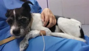 Condenan a ocho meses a mujer que quiso matar a su perro con pastillas porque le «molestaba»