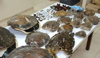 Medio Ambiente pide dominicanos y extranjeros no comprar artesanías de concha de carey