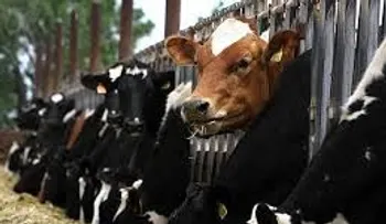 Esperanza contra enfermedad de la vaca loca: sustancia que bloquea la infección