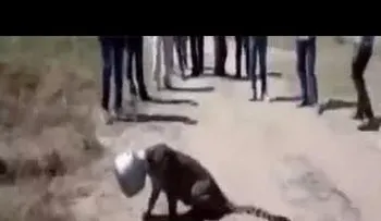 Leopardo pretendía beber agua se mete en un gran problema 